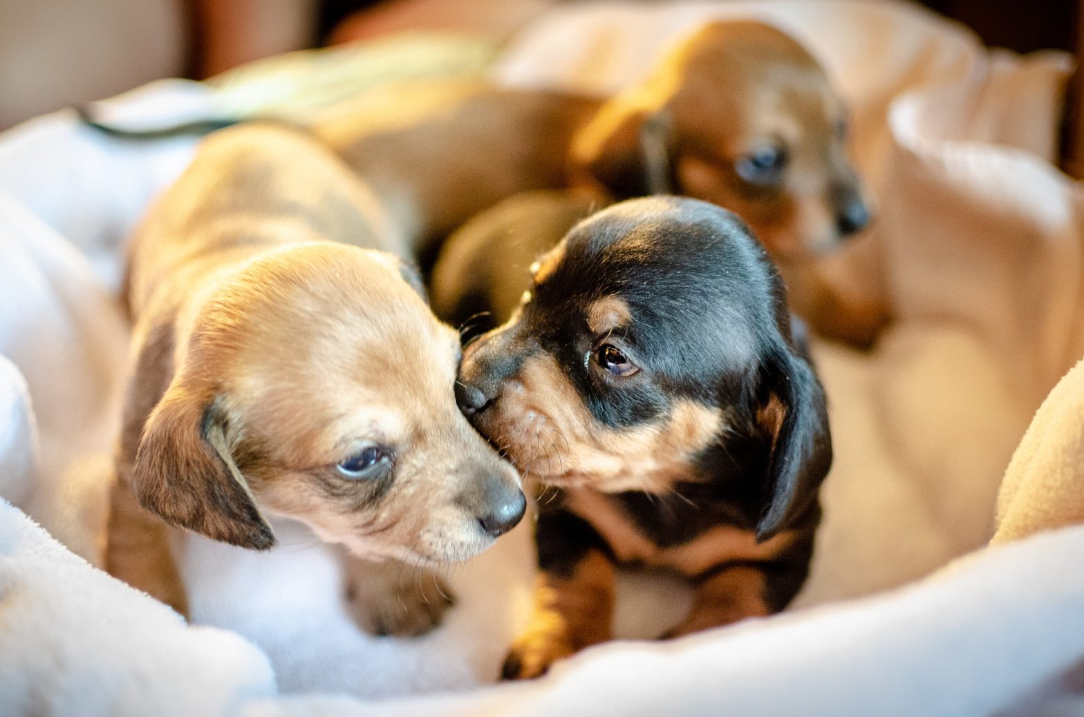 I nostri cuccioli